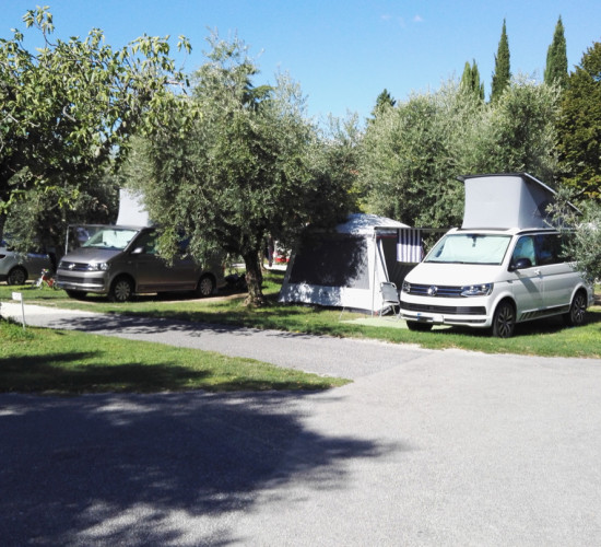 Olivenbäume auf dem Campingplatz